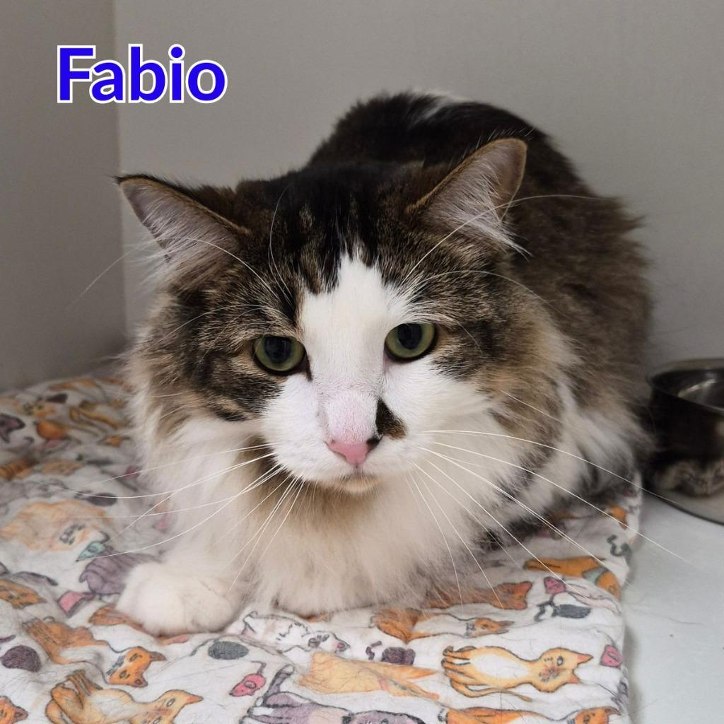 Fabio, a Adoptable mixed breed in North Saint Paul, MN image 3/4