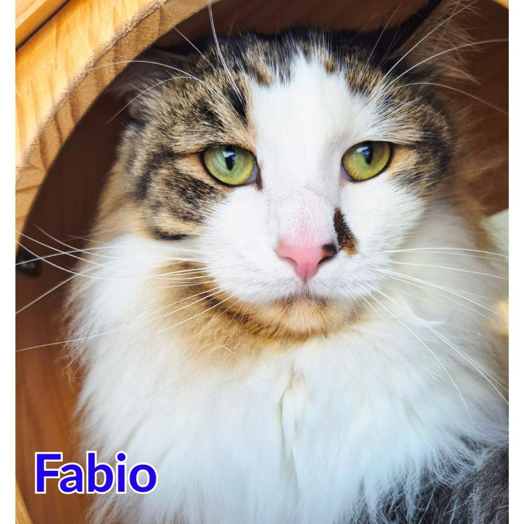 Fabio, a Adoptable mixed breed in North Saint Paul, MN image 4/4