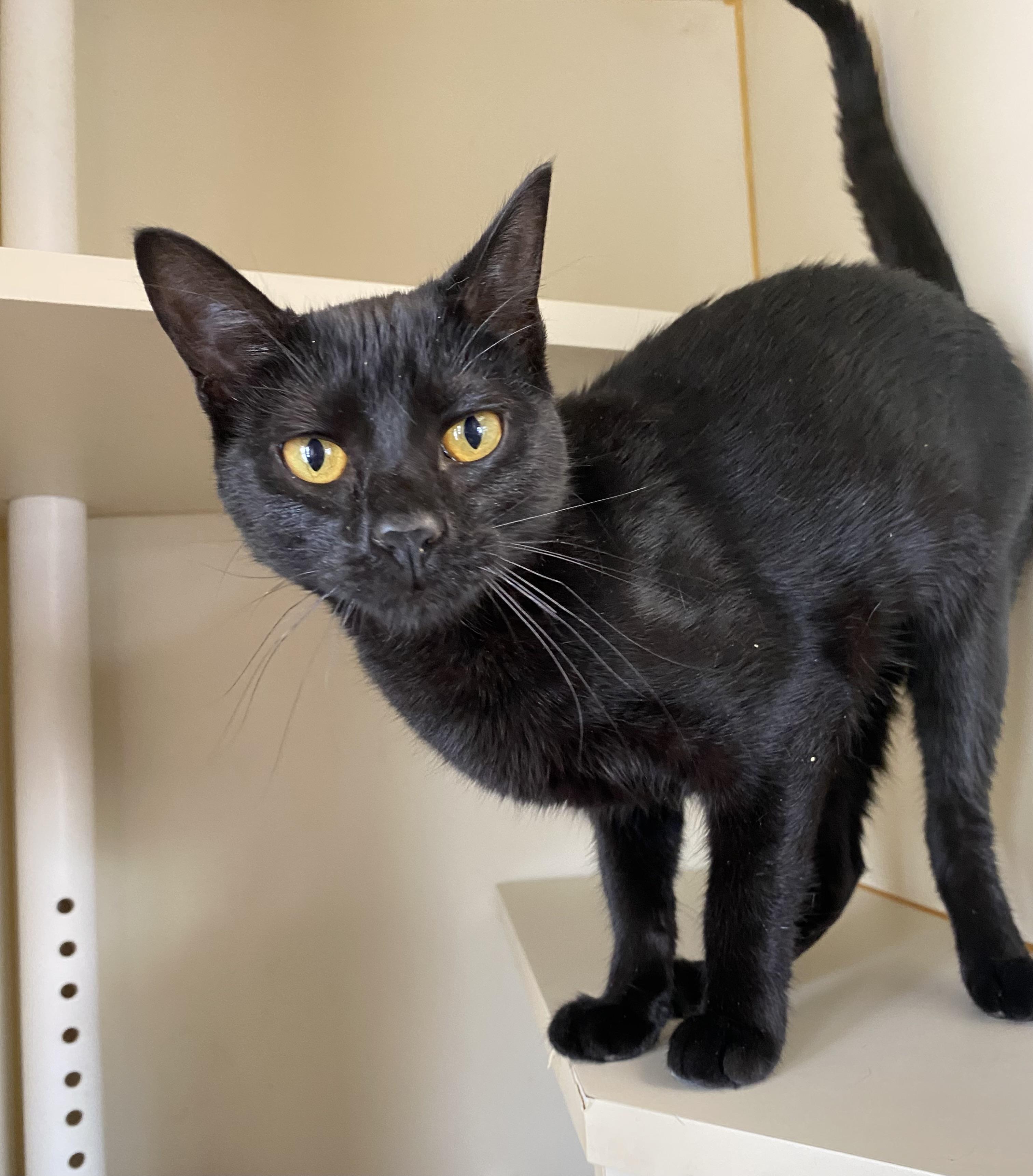 Rue, a ADOPTABLE Domestic Short Hair in Somerset, NJ image 3/4