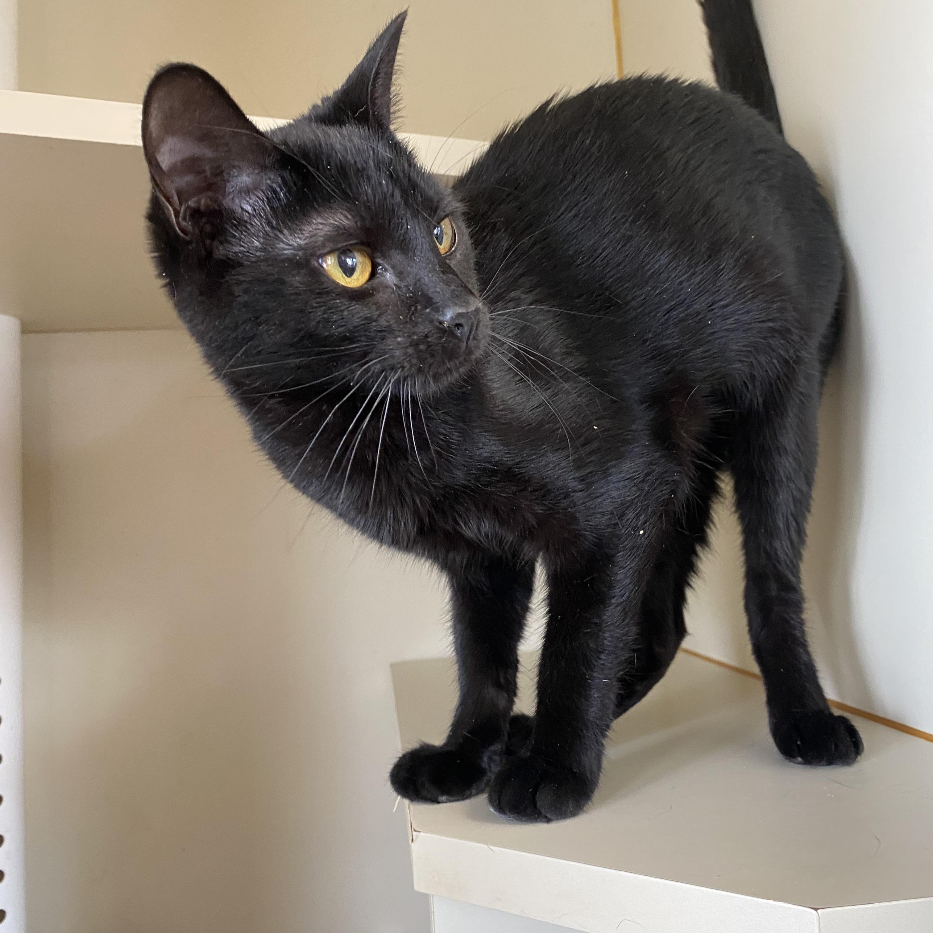 Rue, a ADOPTABLE Domestic Short Hair in Somerset, NJ image 2/4