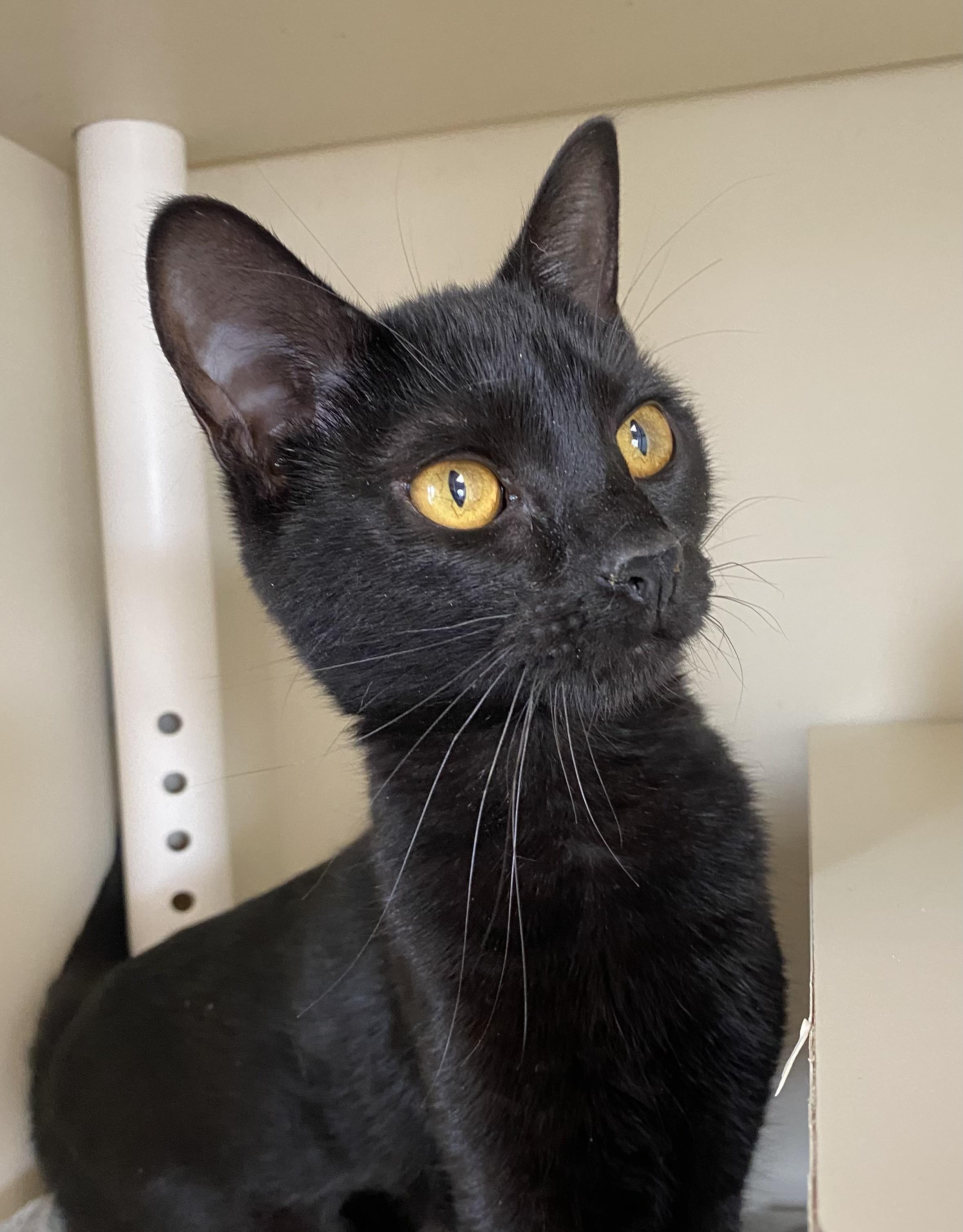 Rue, ADOPTABLE, Young Female Domestic Short Hair.