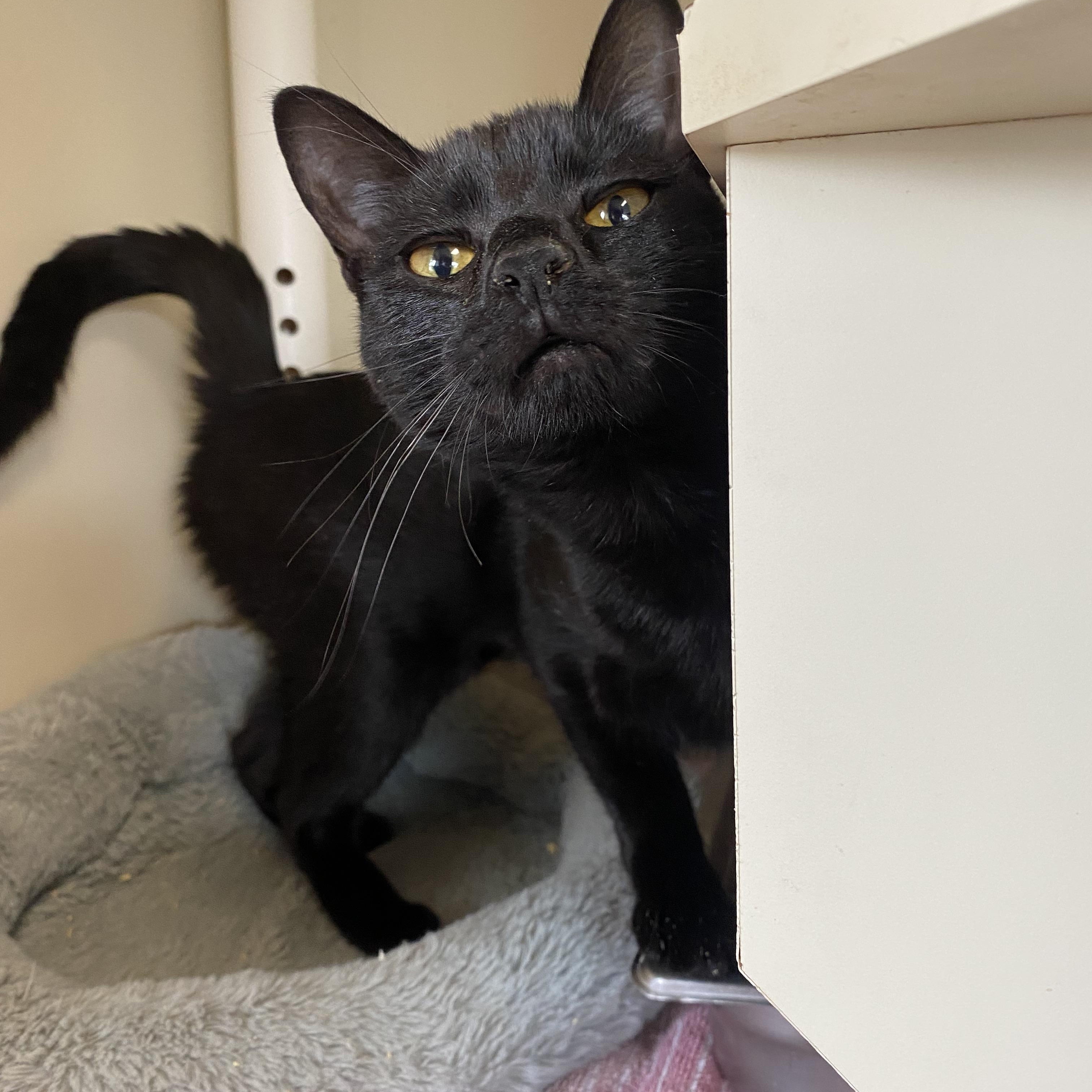 Rue, a ADOPTABLE Domestic Short Hair in Somerset, NJ image 4/4