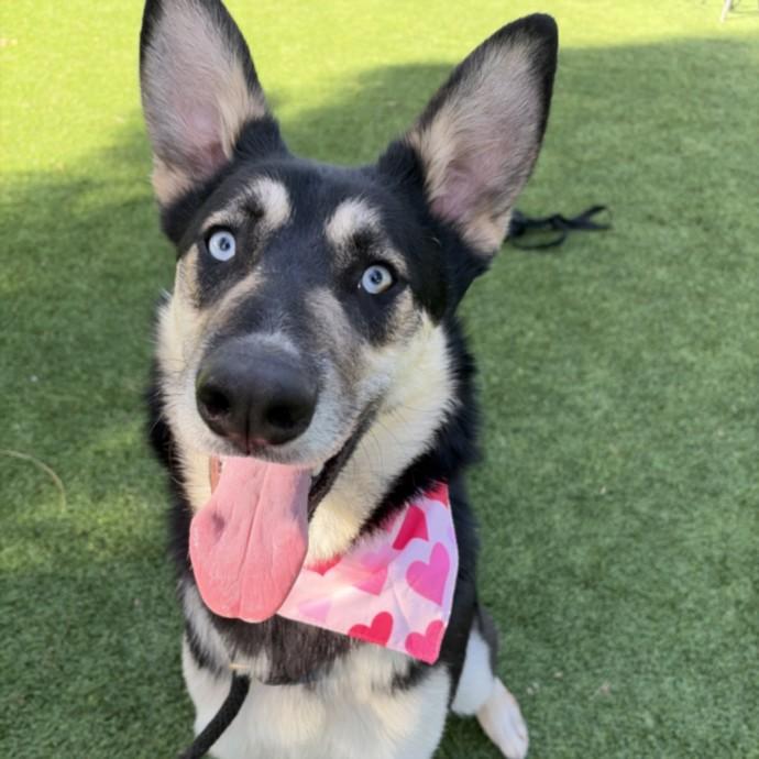 SHYDA, Adoptable, Adult Female German Shepherd Dog & Siberian Husky.