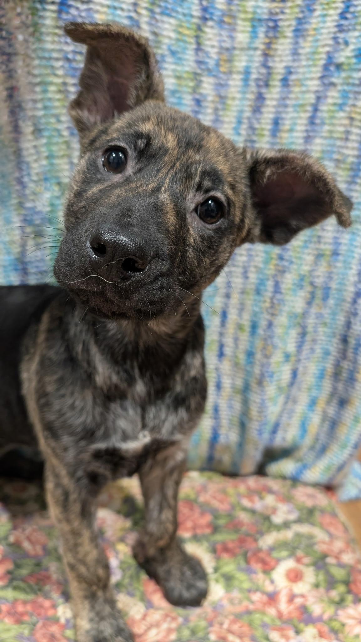 Reese, Adopted, Young Female Dutch Shepherd.