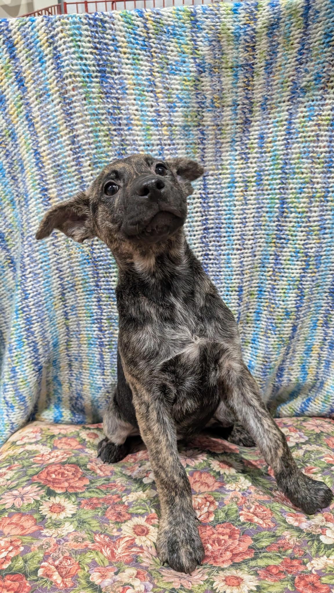 Enlarge Reese, a Adopted mixed breed in Coldspring, TX image 2/3