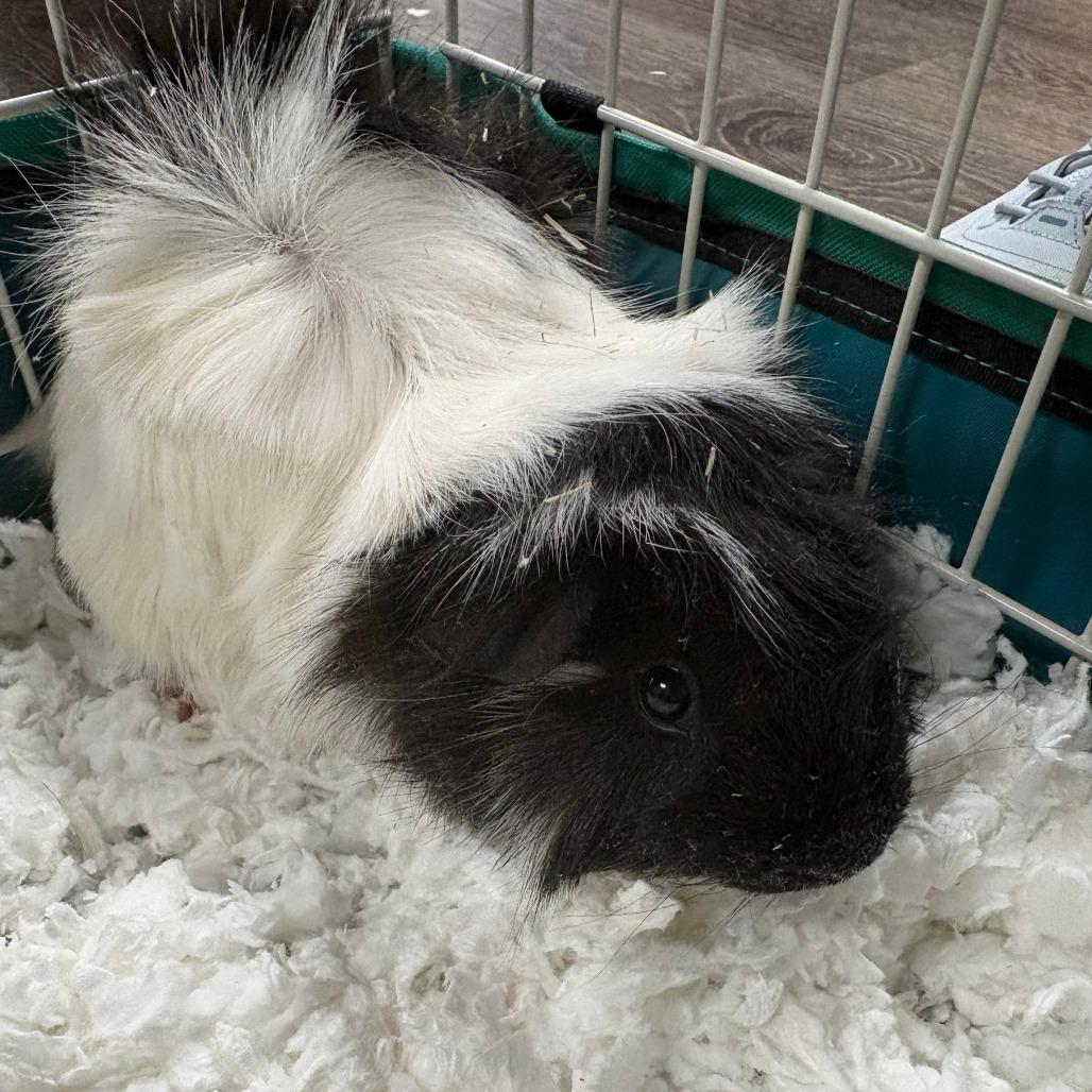 Mimi, Adoptable, Young Female Guinea Pig.