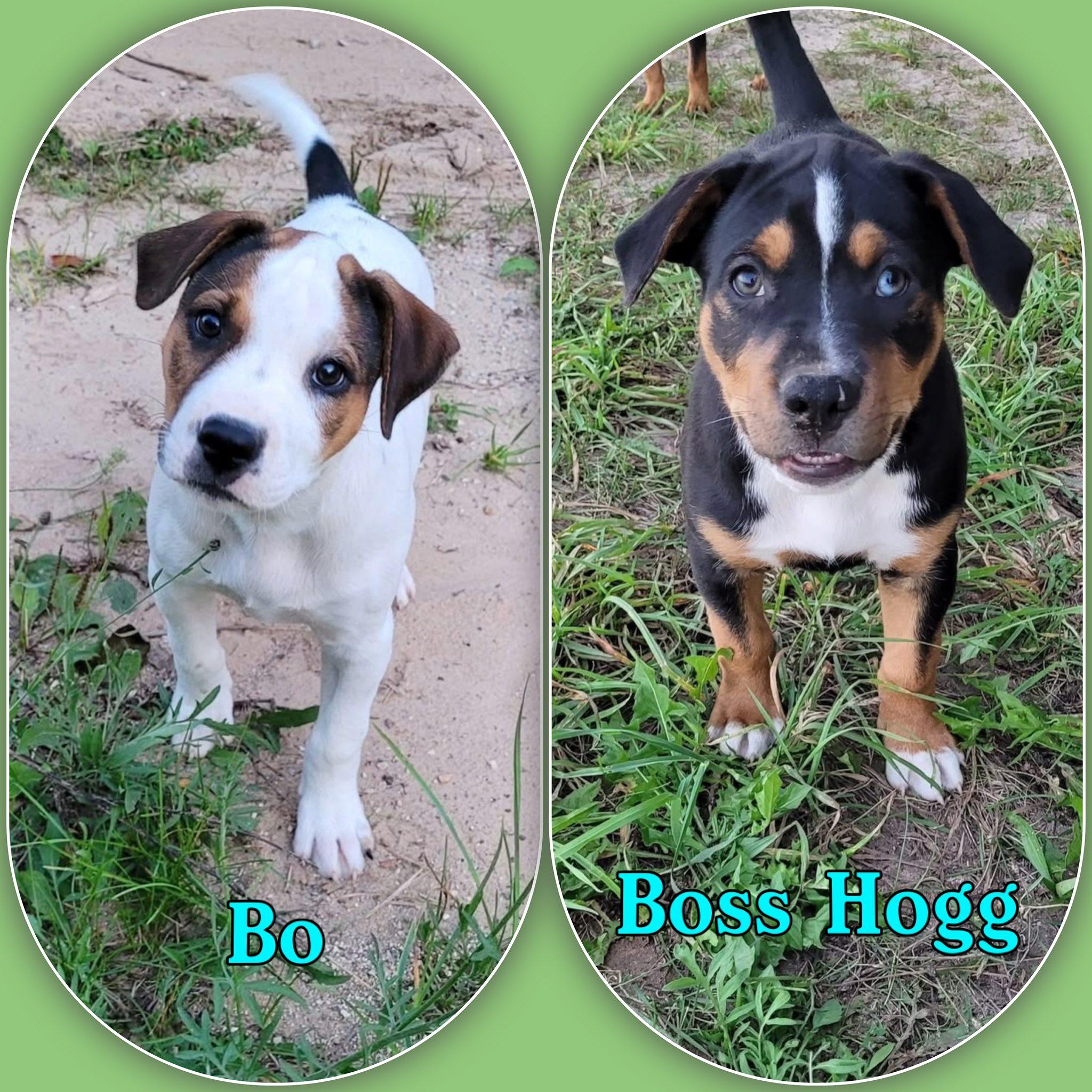 Dukes of Hazzard - boys PUPPIES