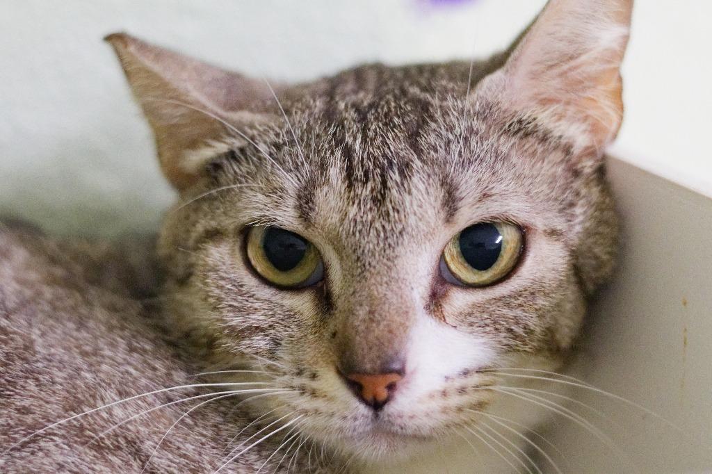 Enlarge Pudding, a Adoptable mixed breed in Hot Springs, AR image 1/1