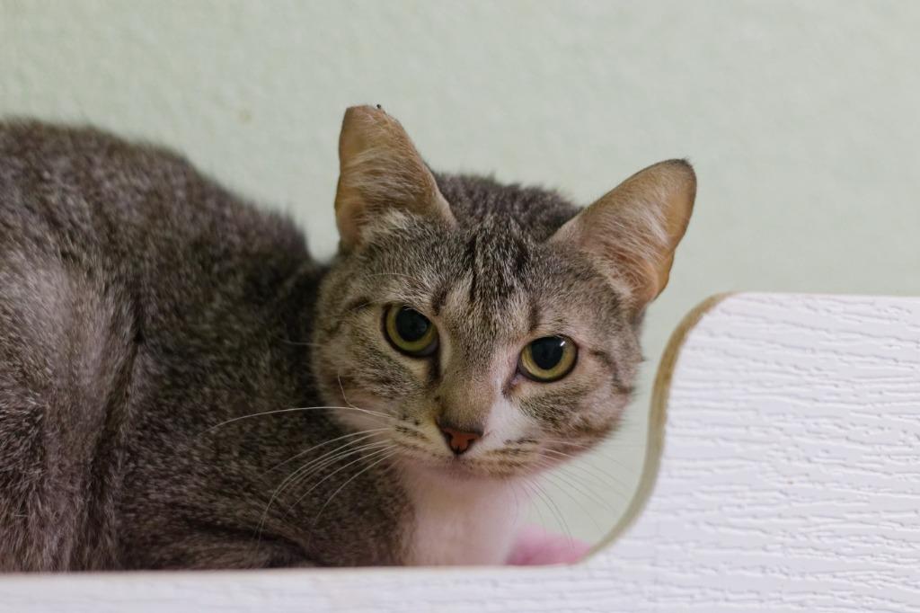 Enlarge Pudding, a Adoptable mixed breed in Hot Springs, AR image 2/4