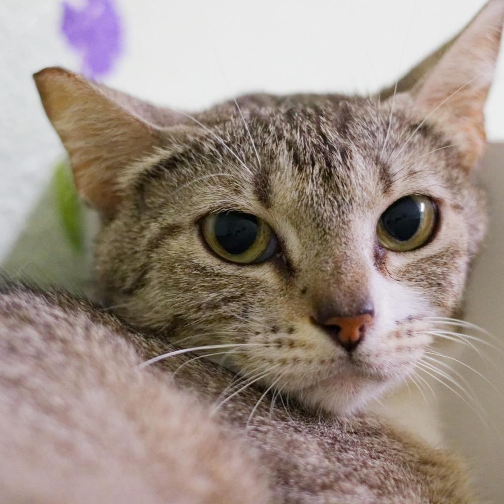 Enlarge Pudding, a Adoptable mixed breed in Hot Springs, AR image 3/4