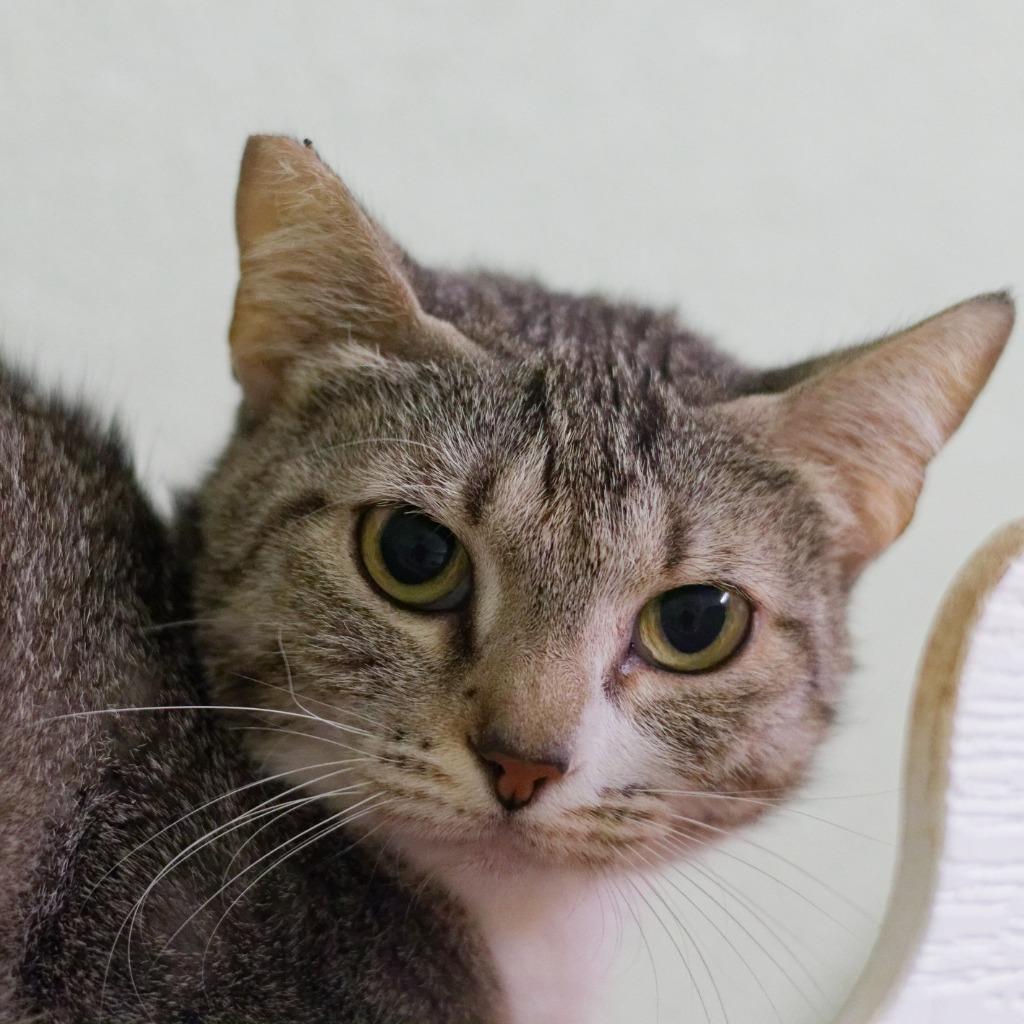 Enlarge Pudding, a Adoptable mixed breed in Hot Springs, AR image 4/4