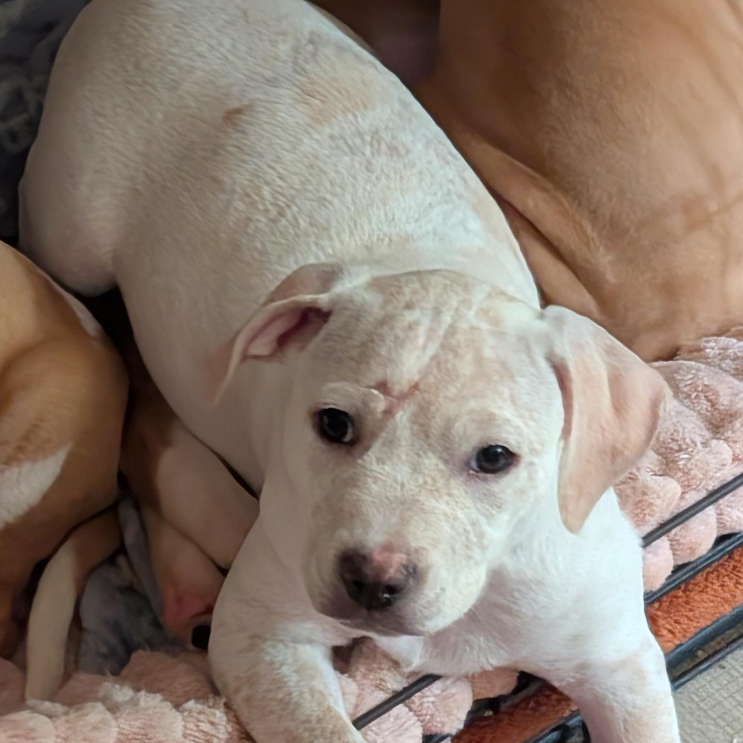 SNOOPY, ADOPTABLE, Puppy Male Beagle & Cattle Dog.