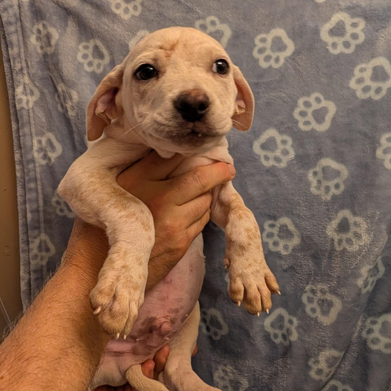 Enlarge SNOOPY, a ADOPTABLE mixed breed in Browns Mills, NJ image 2/2