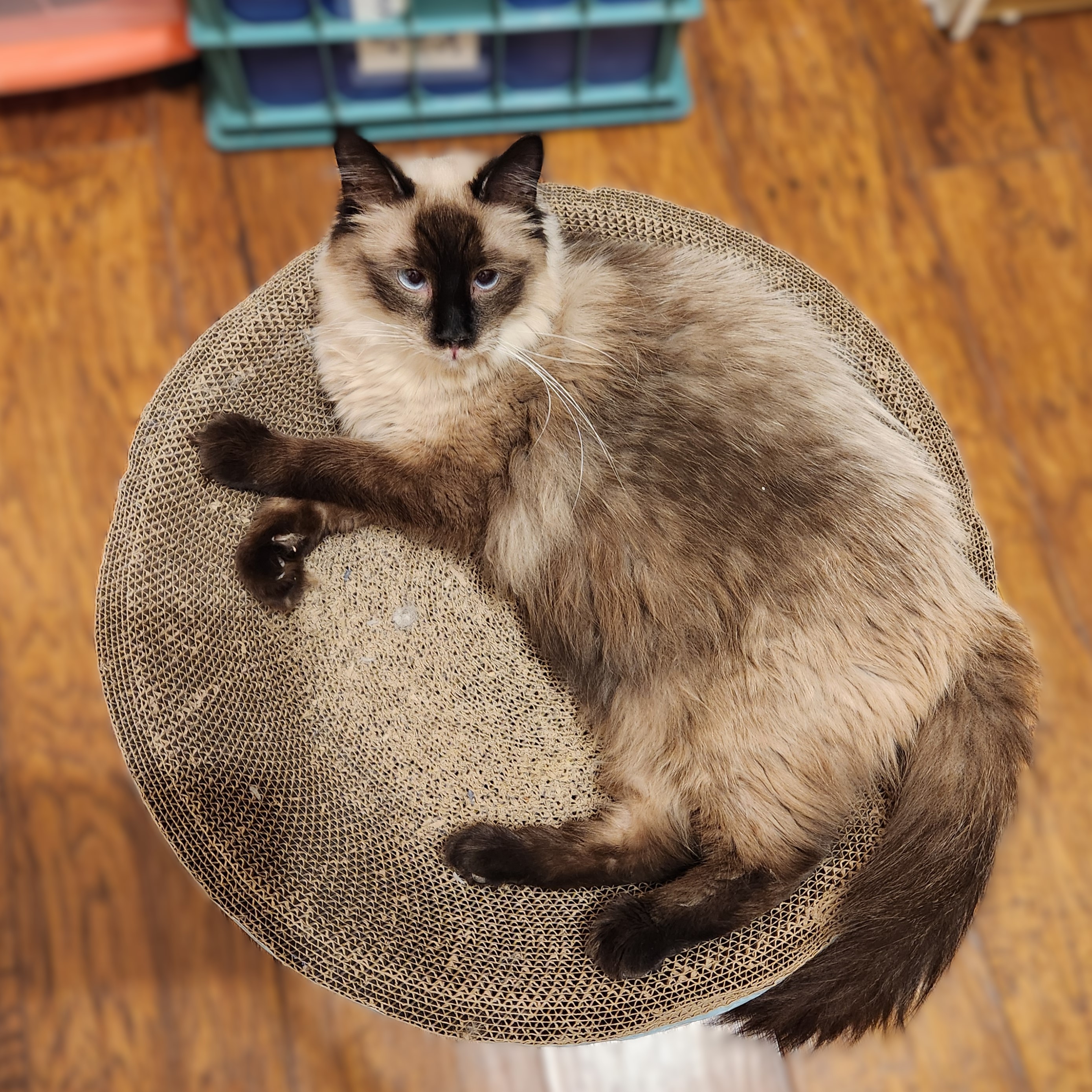 Cat for adoption Lu Fang (Ragdoll Siamese Mix), a Ragamuffin