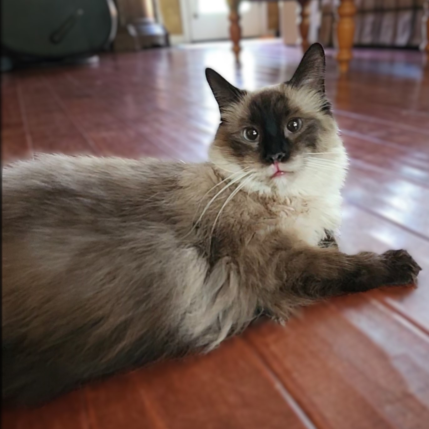 Cat for adoption Lu Fang (Ragdoll Siamese Mix), a Ragamuffin