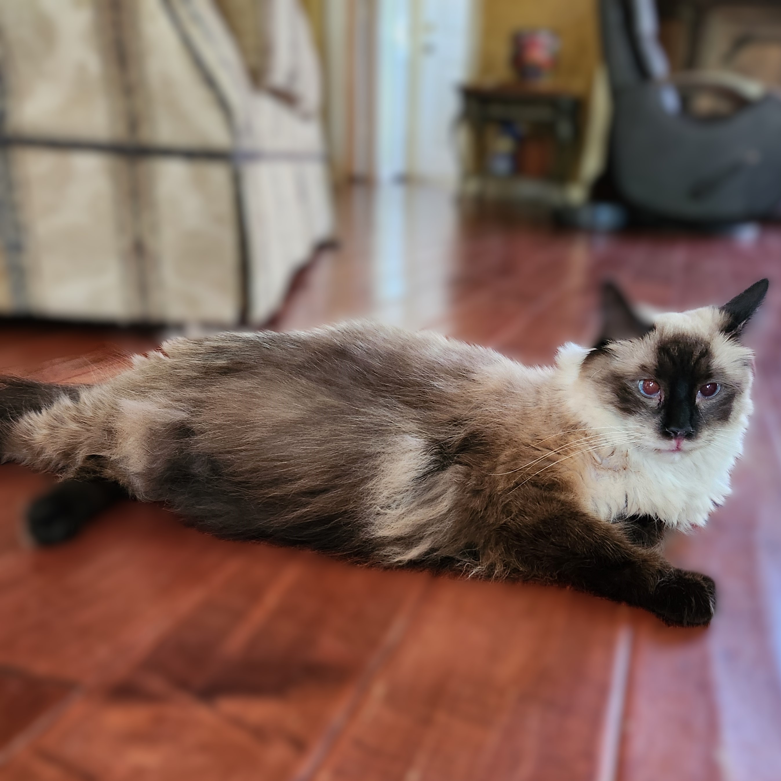 Cat for adoption Lu Fang (Ragdoll Siamese Mix), a Ragamuffin