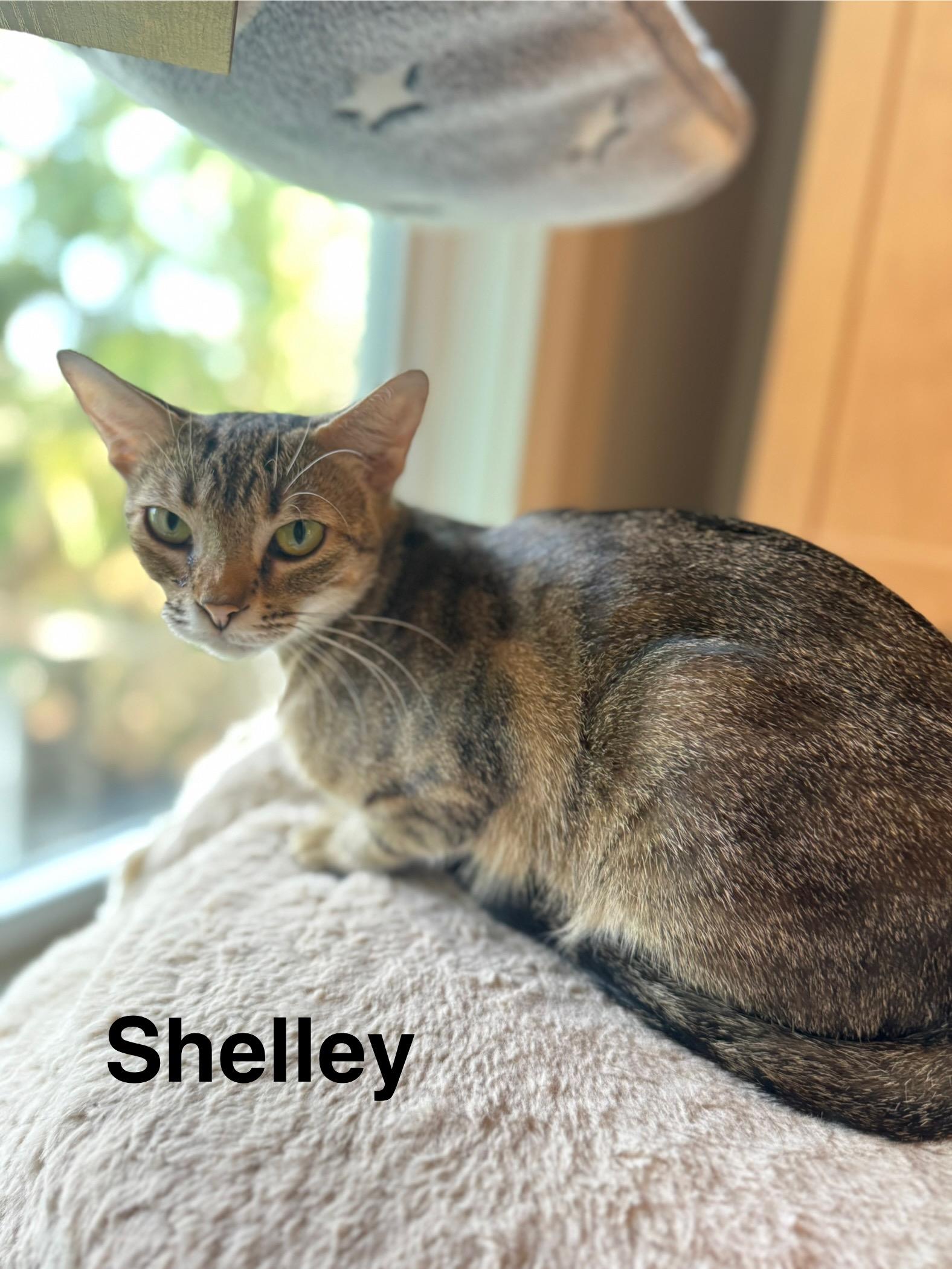 Shelley photo 2