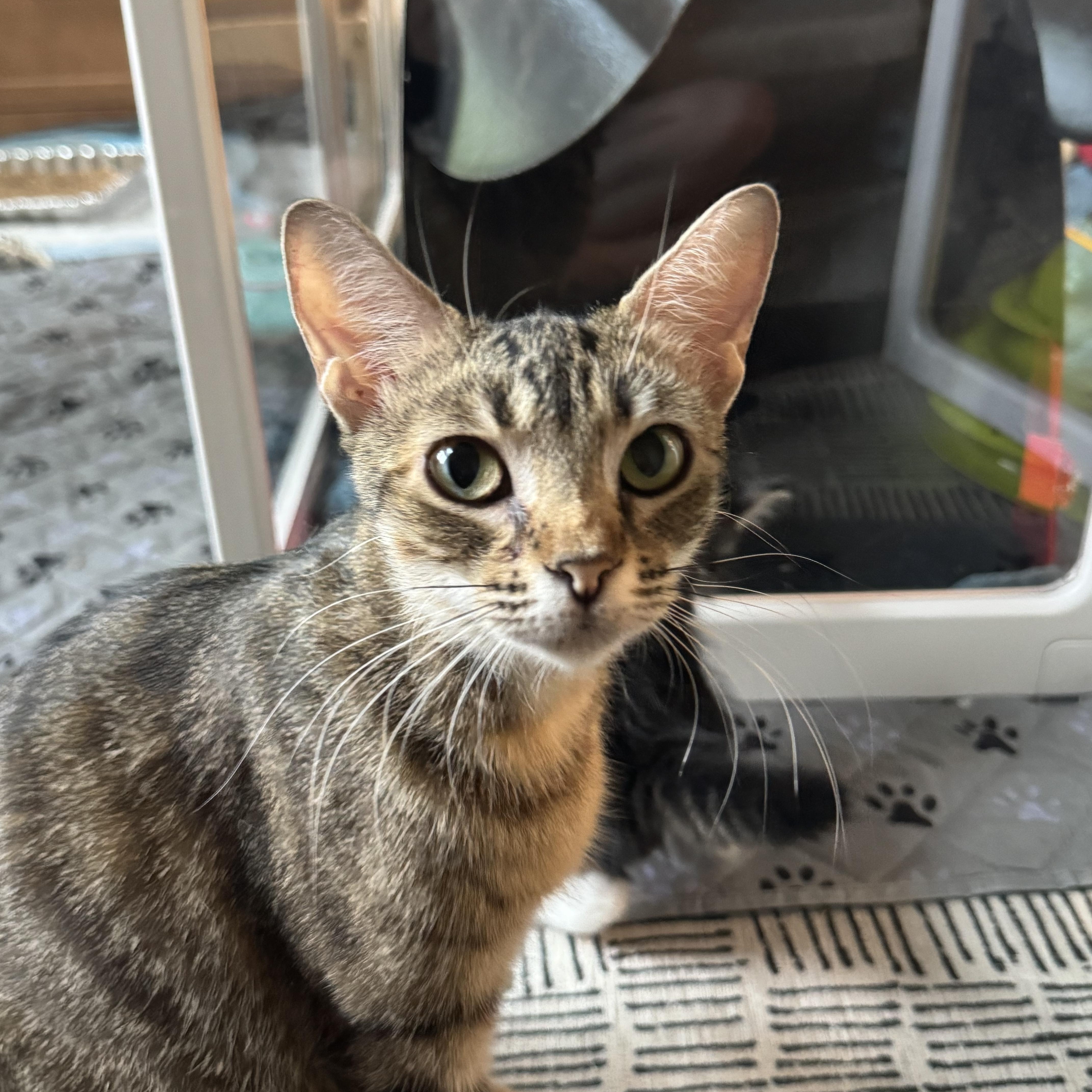 Shelley, Adult Female Domestic Short Hair