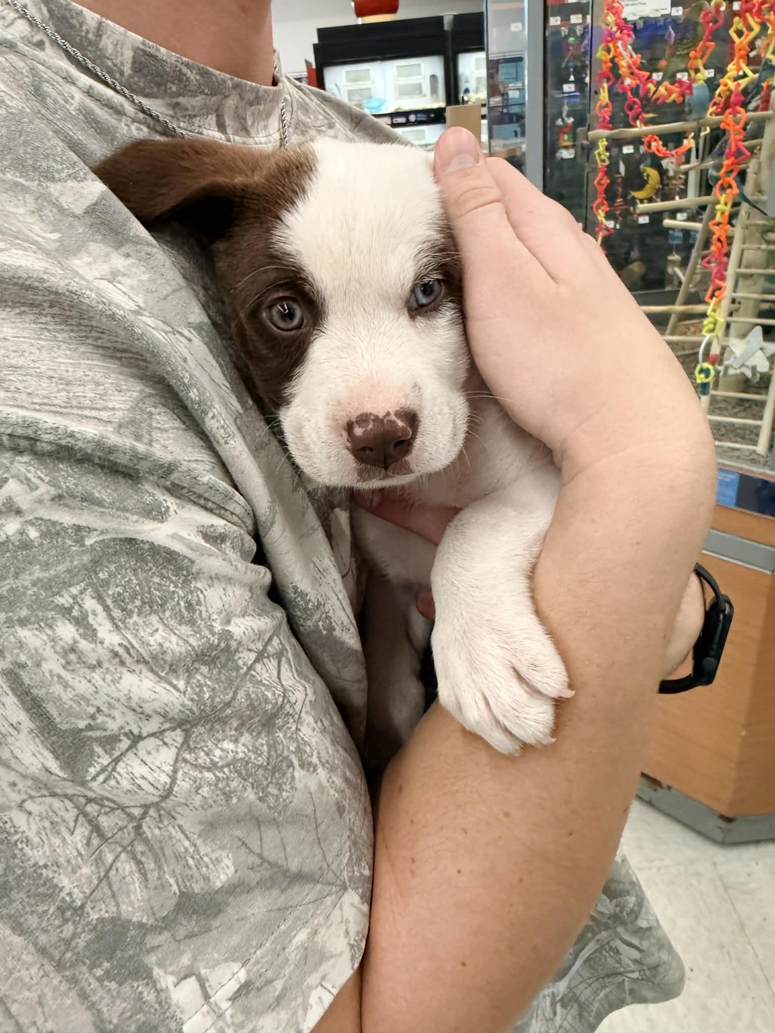 Delilah, a Adopted mixed breed in Columbus, IN image 2/3