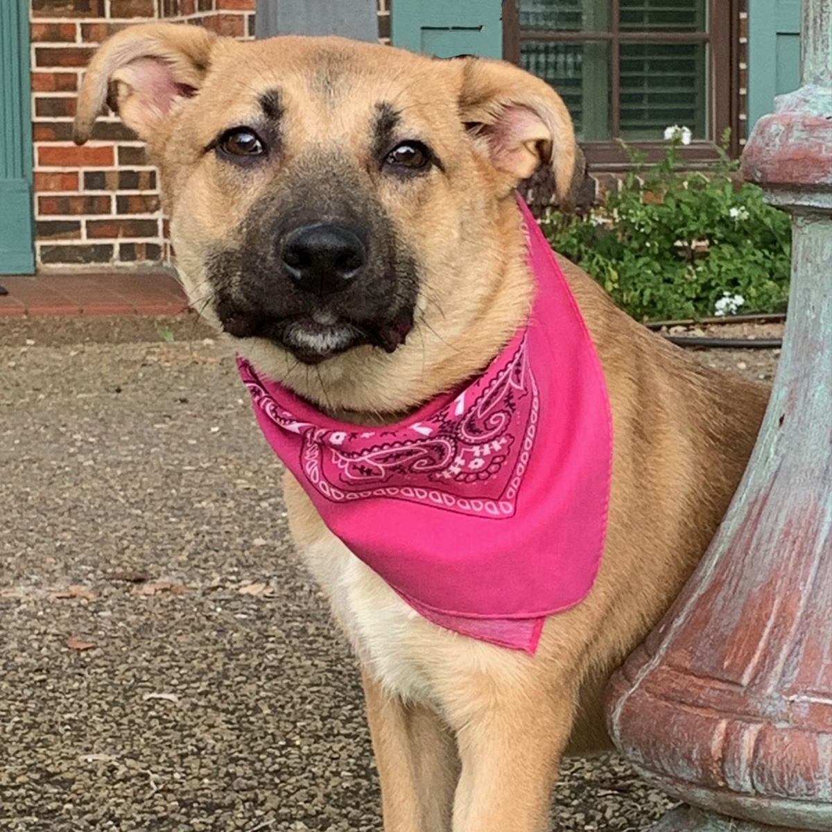 PRECIOUS, Adoptable, Young Female Black Mouth Cur & German Shepherd Dog.