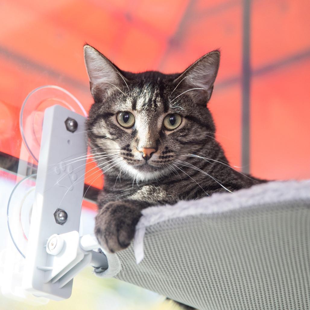 Scamper, a Adoptable Domestic Short Hair in Redwood City, CA image 1/6