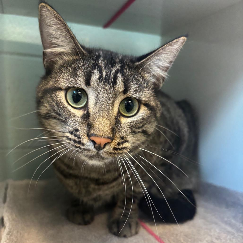 Scamper, a Adoptable Domestic Short Hair in Redwood City, CA image 2/6