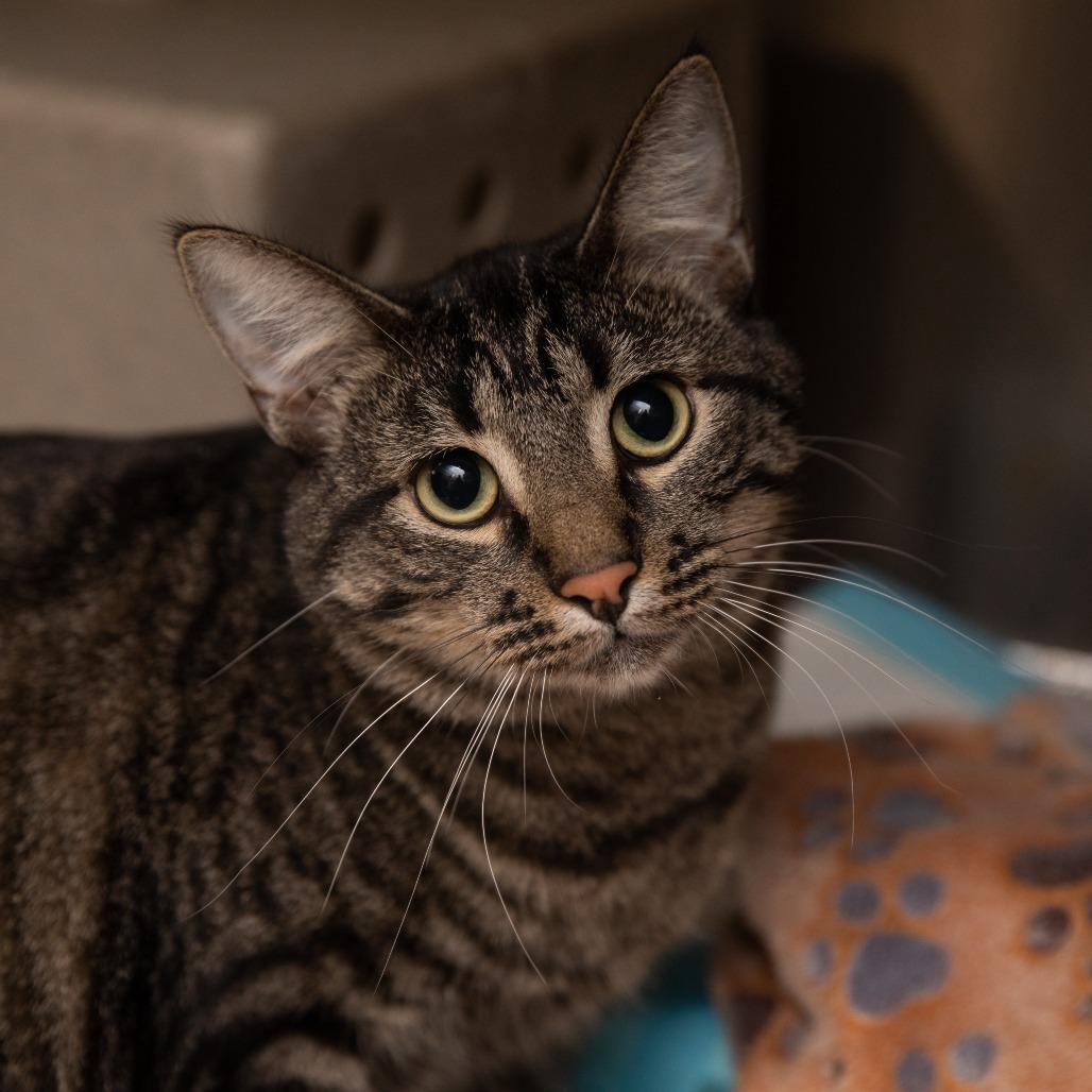 Scamper, a Adoptable Domestic Short Hair in Redwood City, CA image 3/6