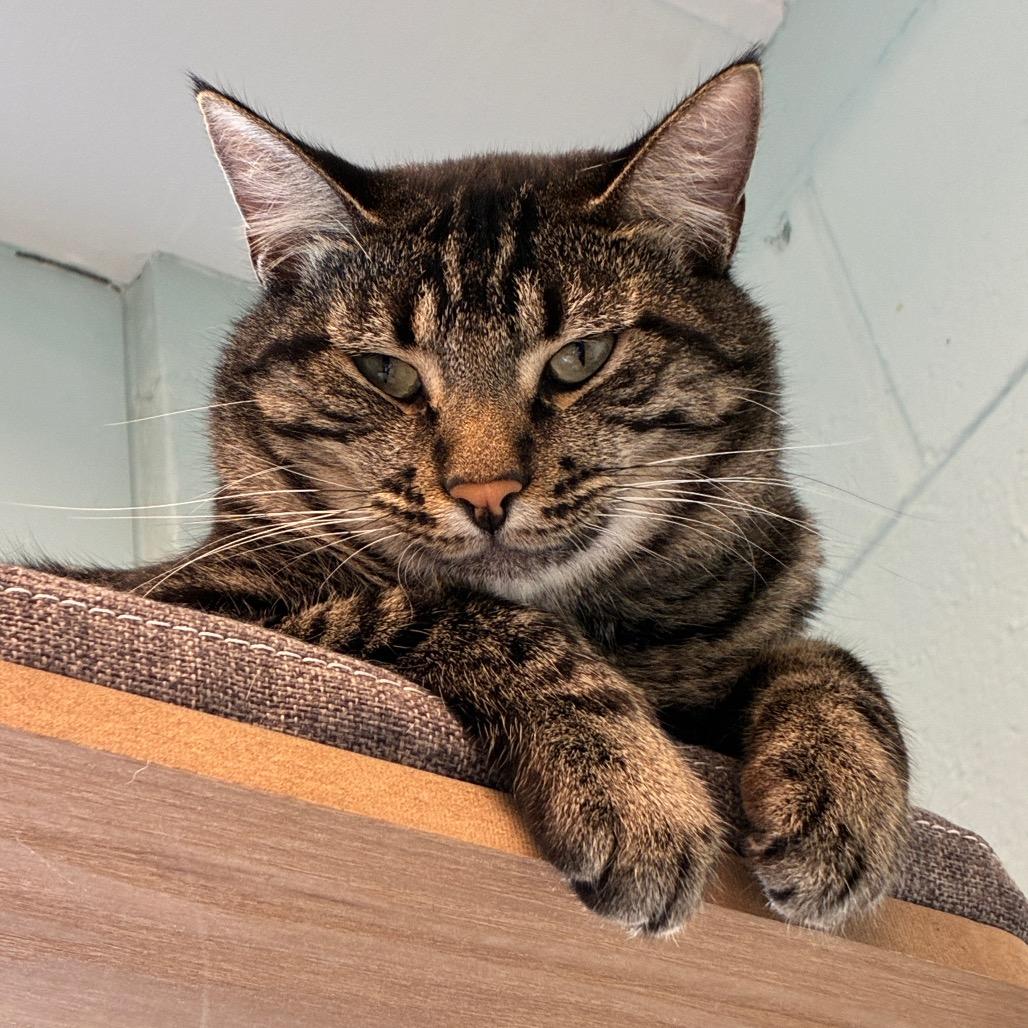 Scamper, a Adoptable Domestic Short Hair in Redwood City, CA image 4/6