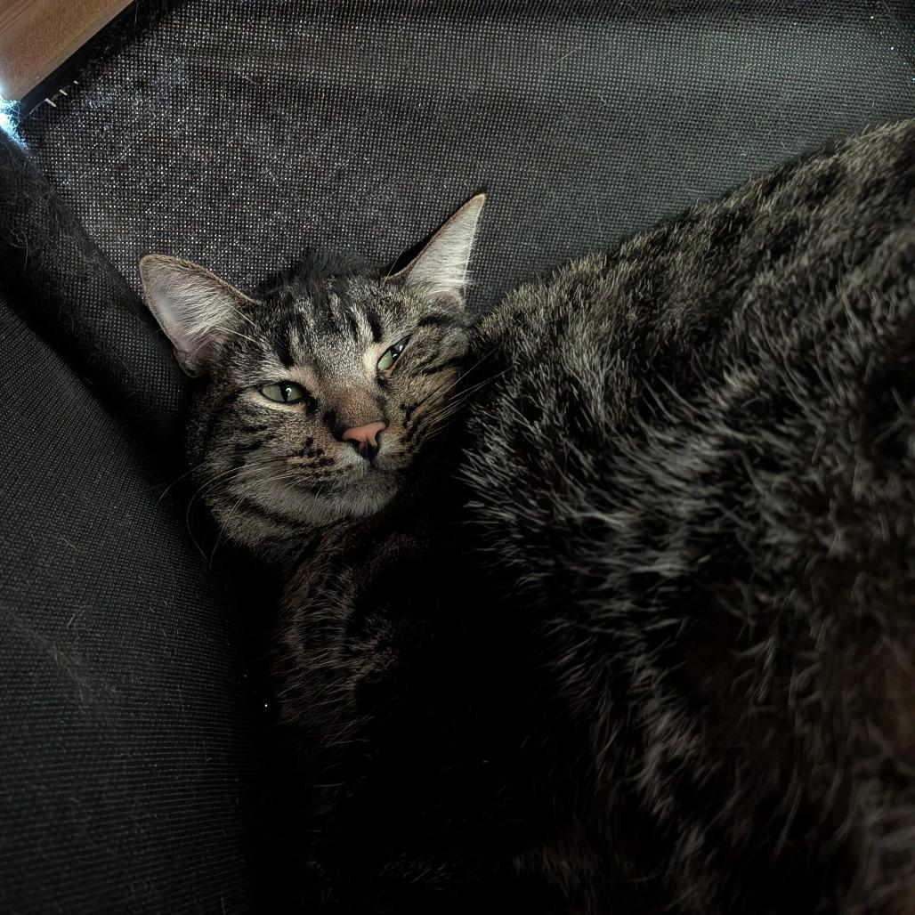 Scamper, a Adoptable Domestic Short Hair in Redwood City, CA image 5/6