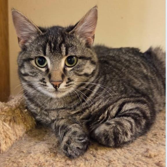 Scamper, a Adoptable Domestic Short Hair in Redwood City, CA image 6/6