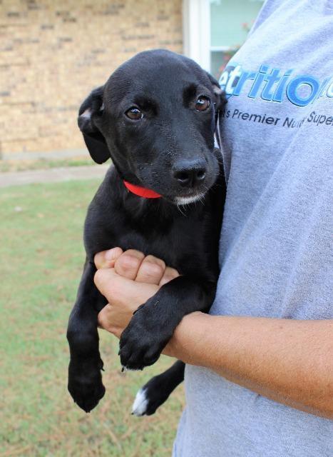 Enlarge Jilly, a Adopted mixed breed in Arlington, TX image 1/3