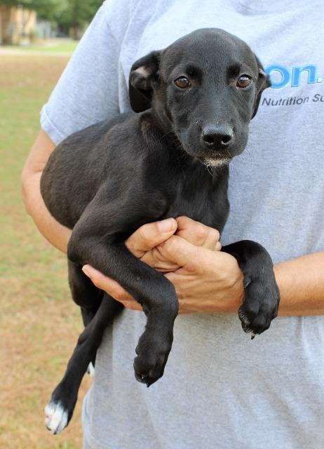 Enlarge Jilly, a Adopted mixed breed in Arlington, TX image 2/3