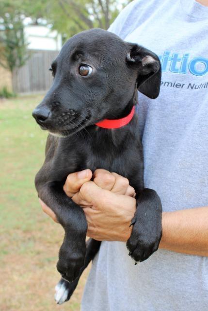 Enlarge Jilly, a Adopted mixed breed in Arlington, TX image 3/3