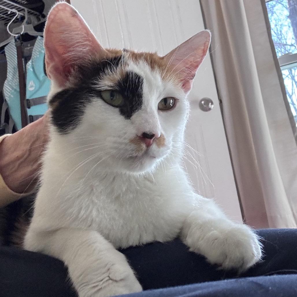 Enlarge Shiraz, a Adoptable Domestic Medium Hair in Chattanooga, TN image 5/5