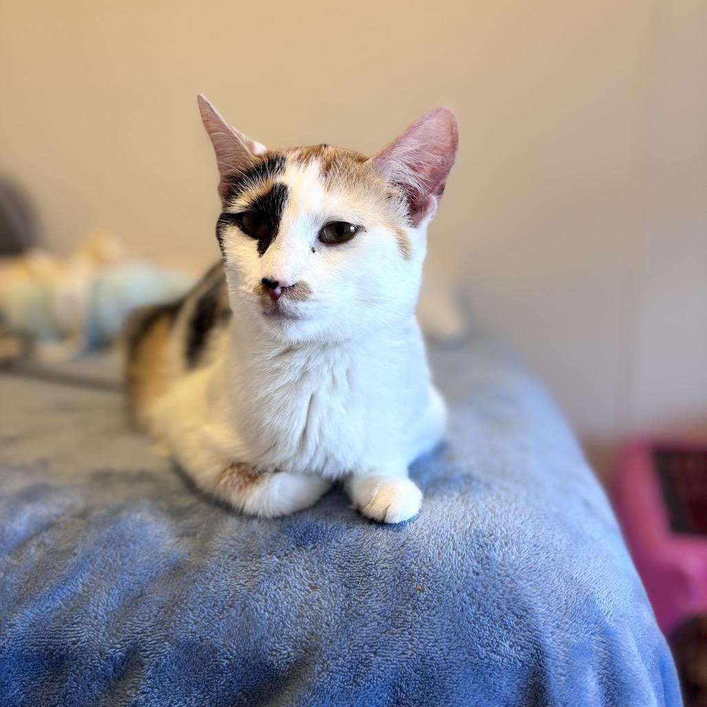 Enlarge Shiraz, a Adoptable Domestic Medium Hair in Chattanooga, TN image 4/5