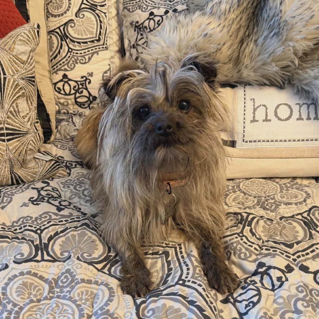 Aura, a Adoptable Yorkshire Terrier in La Grange, KY image 1/5