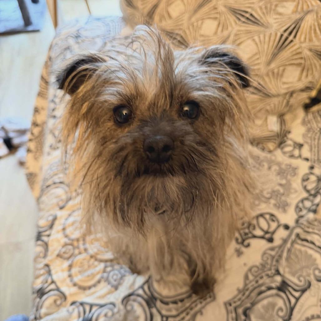 Aura, a Adoptable Yorkshire Terrier in La Grange, KY image 2/5
