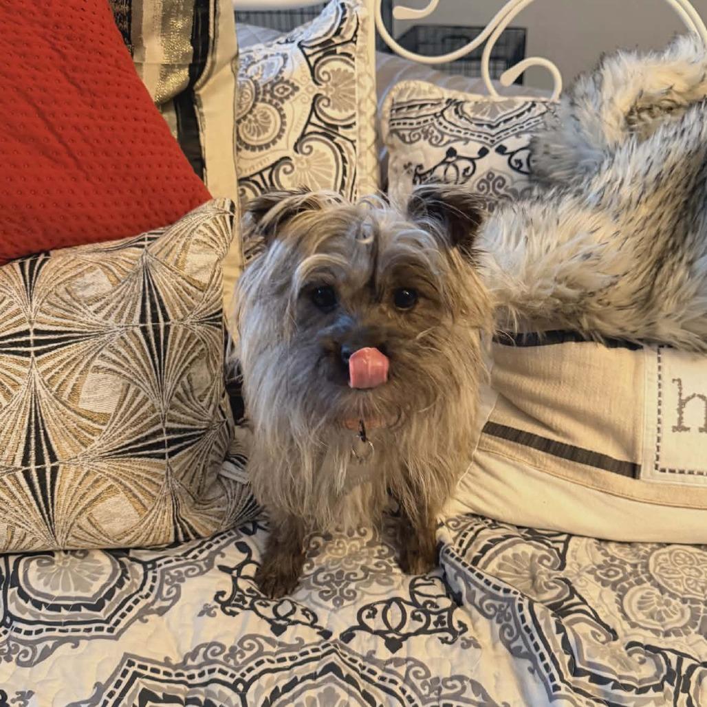 Aura, a Adoptable Yorkshire Terrier in La Grange, KY image 3/5