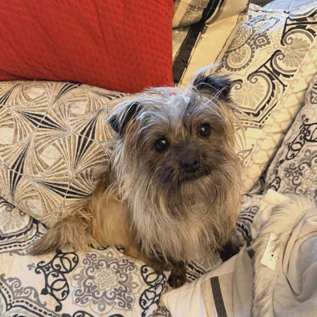 Aura, a Adoptable Yorkshire Terrier in La Grange, KY image 4/5
