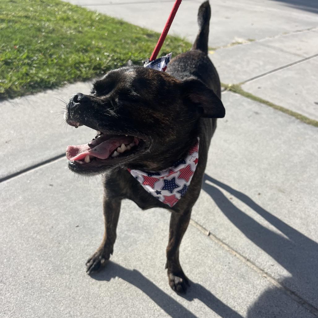 Rocky aka Pugsley, a Adoptable mixed breed in San Diego, CA image 2/6