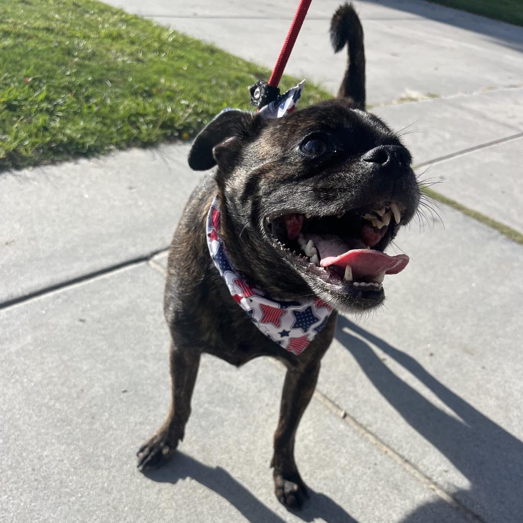 Rocky aka Pugsley, a Adoptable mixed breed in San Diego, CA image 3/6
