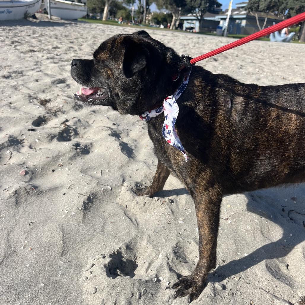 Rocky aka Pugsley, a Adoptable mixed breed in San Diego, CA image 4/6