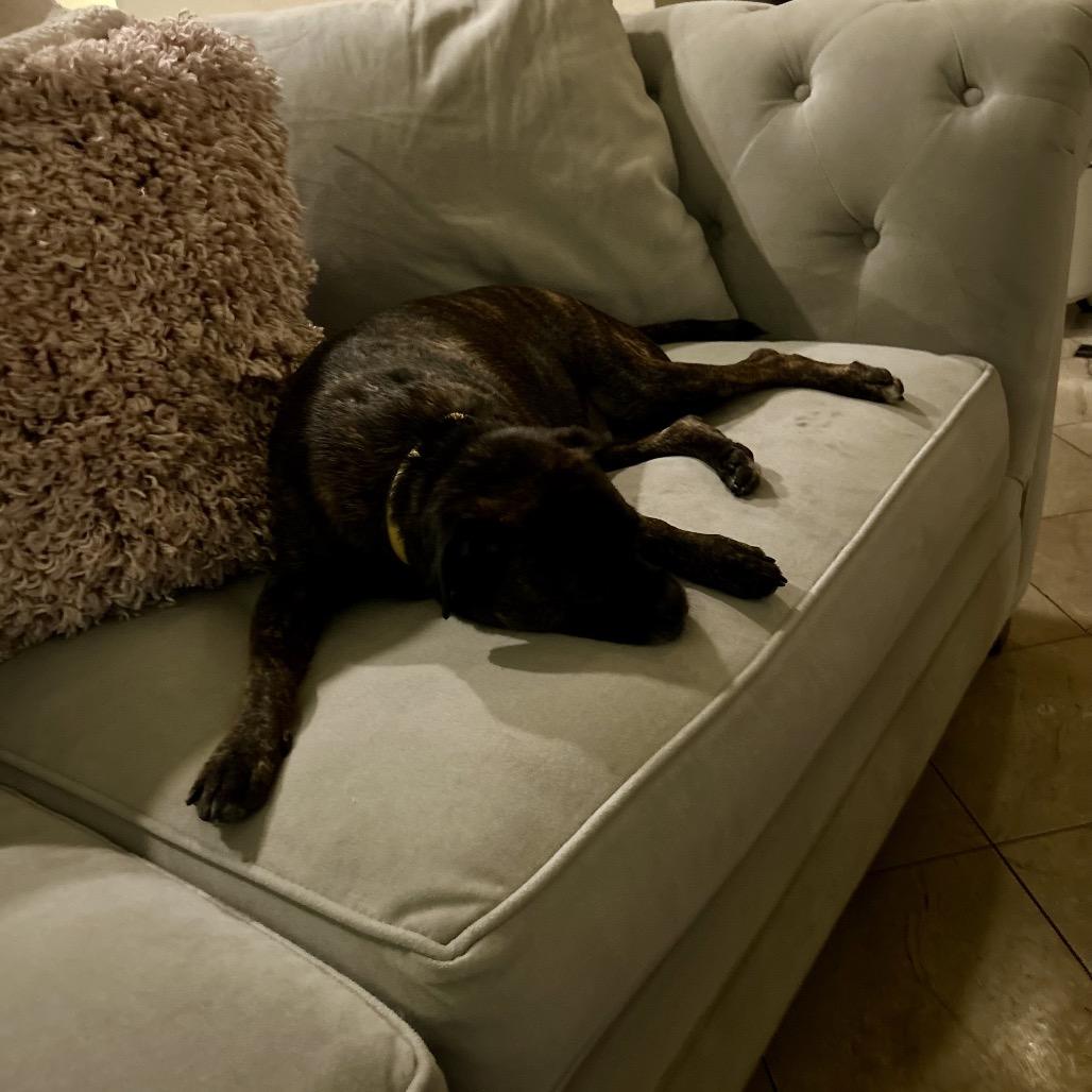 Rocky aka Pugsley, a Adoptable mixed breed in San Diego, CA image 5/6