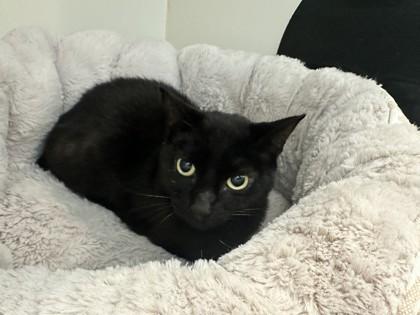 Jolly, Adoptable, Young Female Domestic Short Hair & Domestic Short Hair.