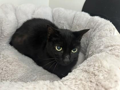 Jolly, a Adoptable mixed breed in Palm Coast, FL image 3/3