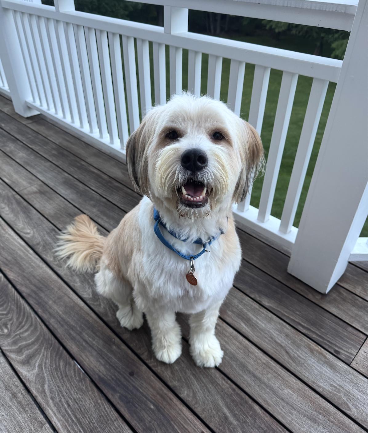 Catfish, ADOPTABLE, Adult • Male, Goldendoodle.