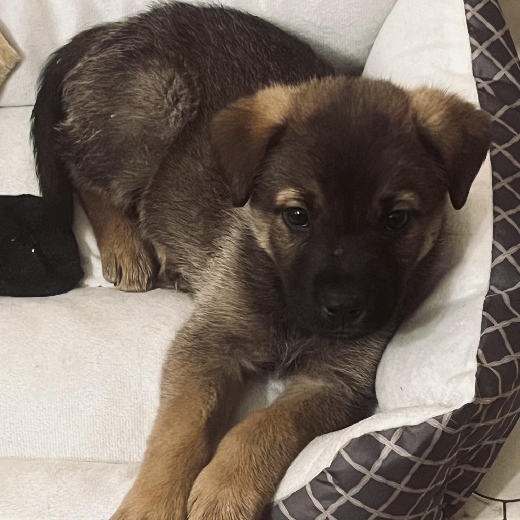 Enlarge Melon, a Adoptable Labrador Retriever in Laurel, MS image 1/3