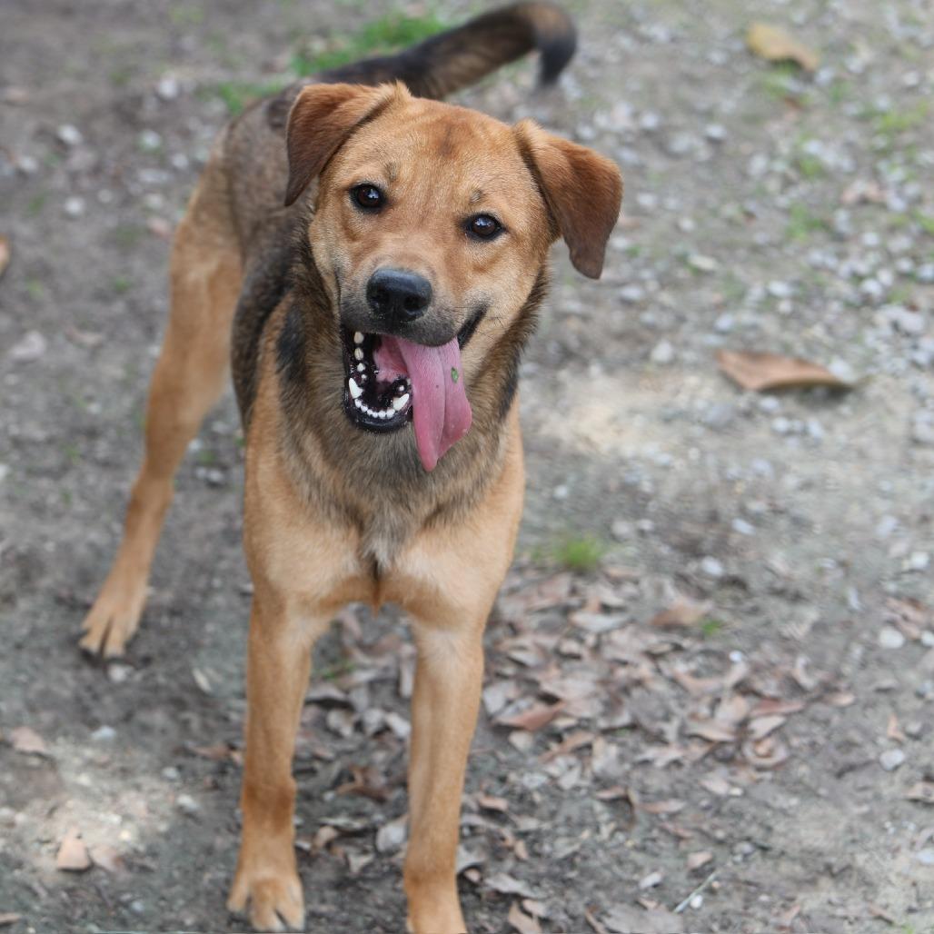 Enlarge Melon, a Adoptable Labrador Retriever in Laurel, MS image 3/3