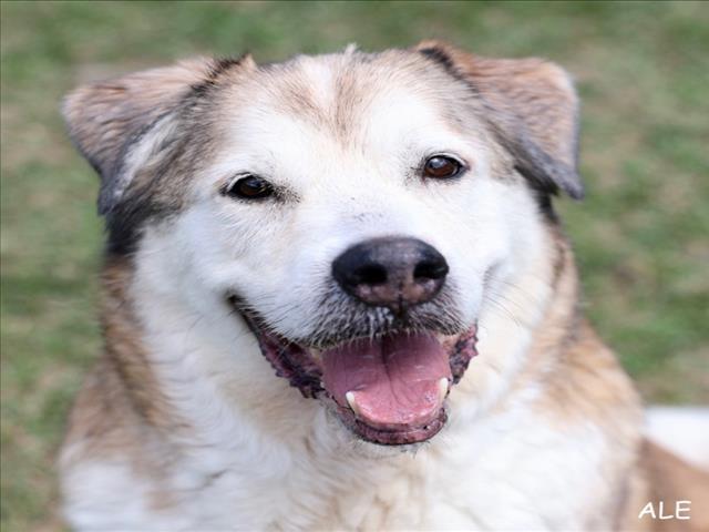REGGIE, Adoptable, Adult Male Great Pyrenees & Mixed Breed.