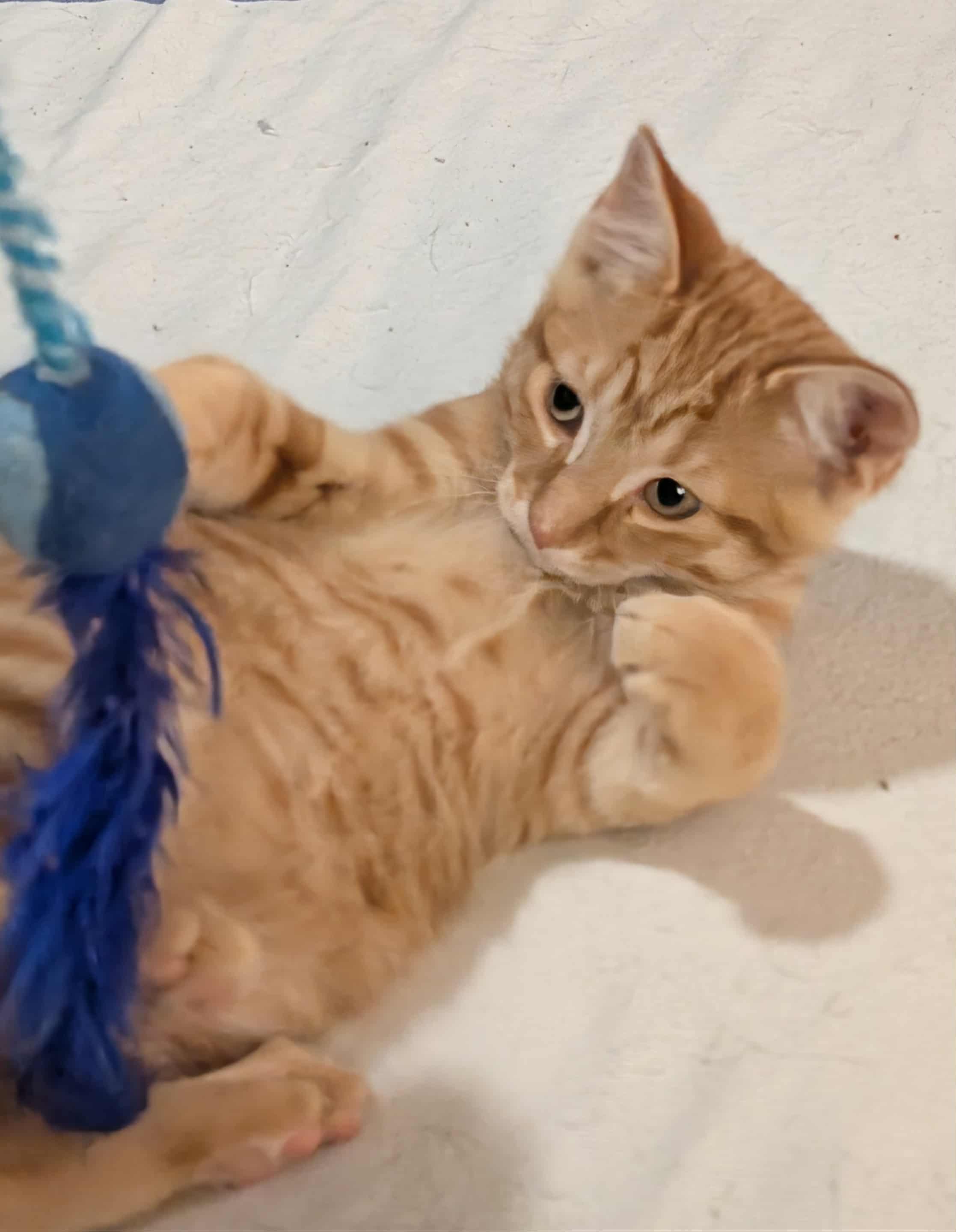 Pekoe, an adopted Domestic Short Hair in Hamilton, ON image 2/3